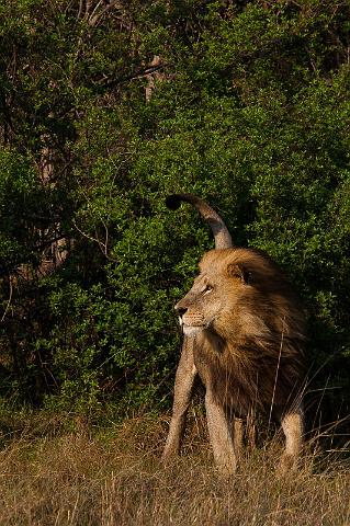 164 Okavango Delta, leeuw.jpg